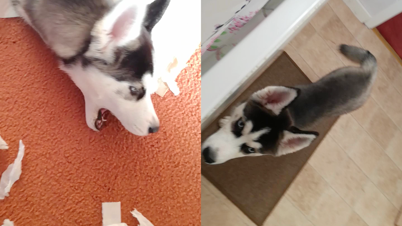 Mischievous husky shows no remorse after thrashing owner's room in her ...