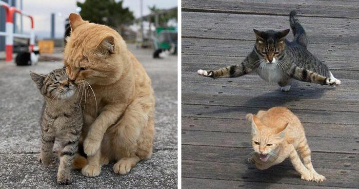 40 unique personalities of stray cats as captured by this Japanese ...