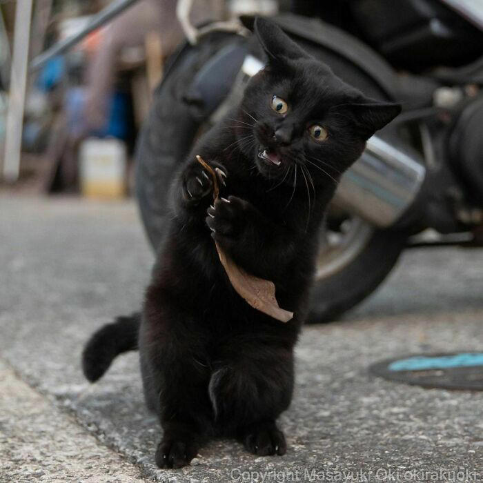 40 unique personalities of stray cats as captured by this Japanese ...