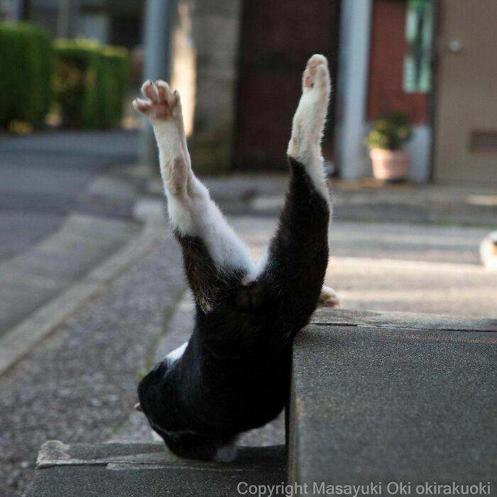 40 unique personalities of stray cats as captured by this Japanese ...