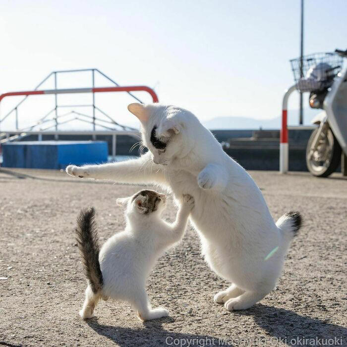 40 unique personalities of stray cats as captured by this Japanese ...
