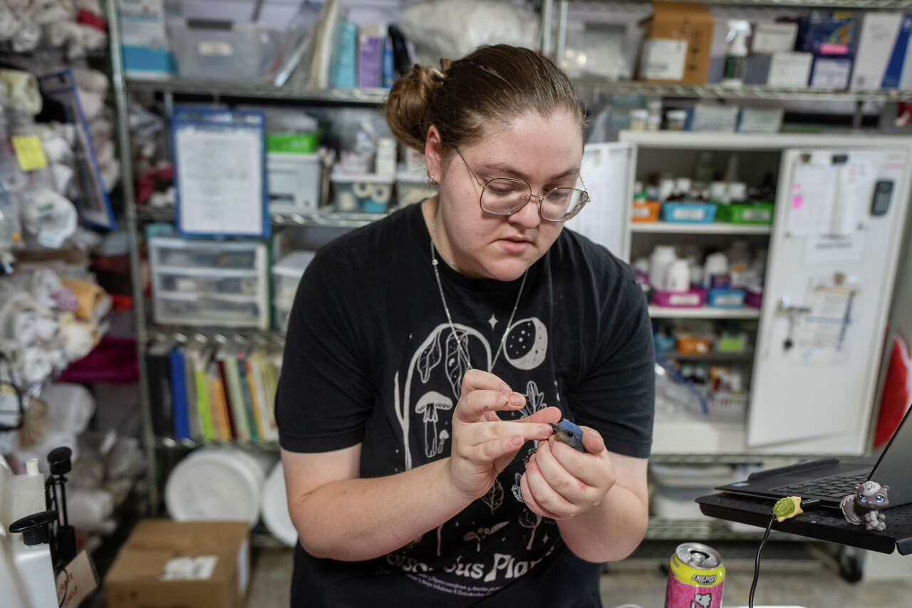 Georgetown wildlife rehab seeks land, funds for larger home to treat ...