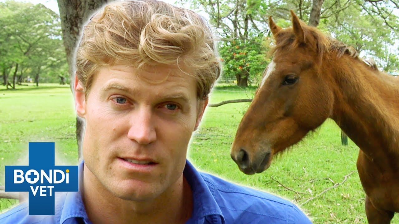 How the racing industry struggles with unwanted horses