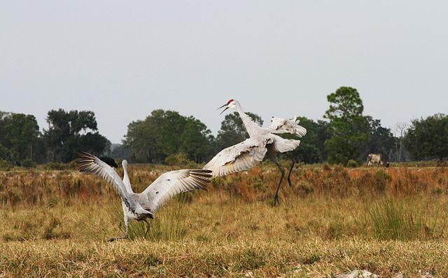 5 fakta menarik burung sandhill crane yang memukau dengan migrasinya