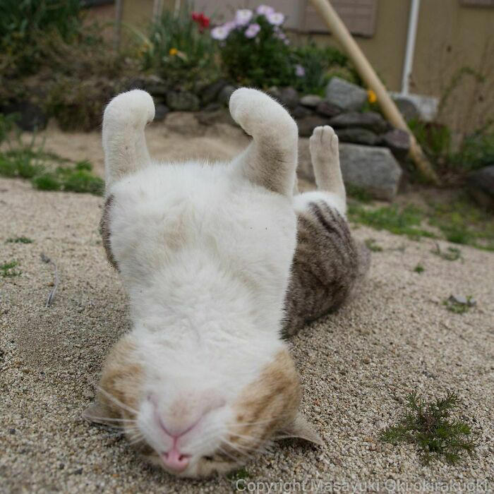 40 unique personalities of stray cats as captured by this Japanese ...