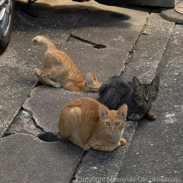 40 unique personalities of stray cats as captured by this Japanese ...