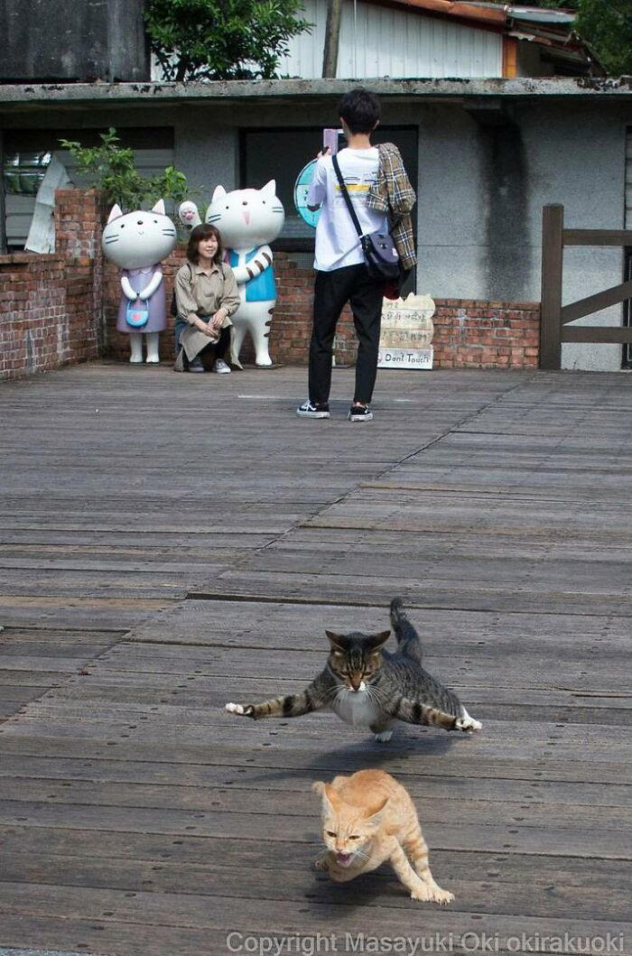 40 unique personalities of stray cats as captured by this Japanese ...