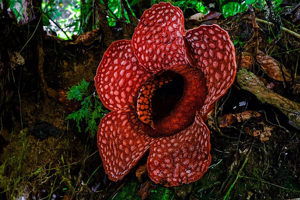 Bunga Rafflesia Dapat Dibudidayakan?