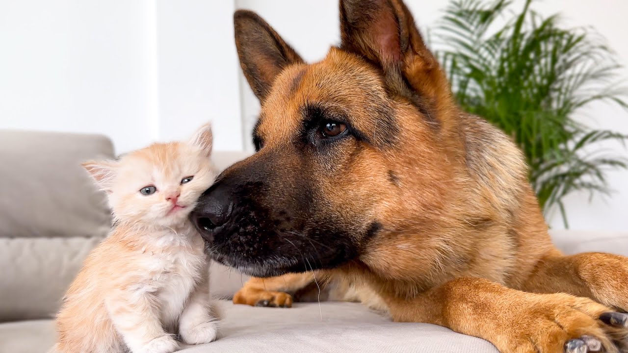 Australische Herder: prijs, karakter en kenmerken - Tipaw, image size:1280x720