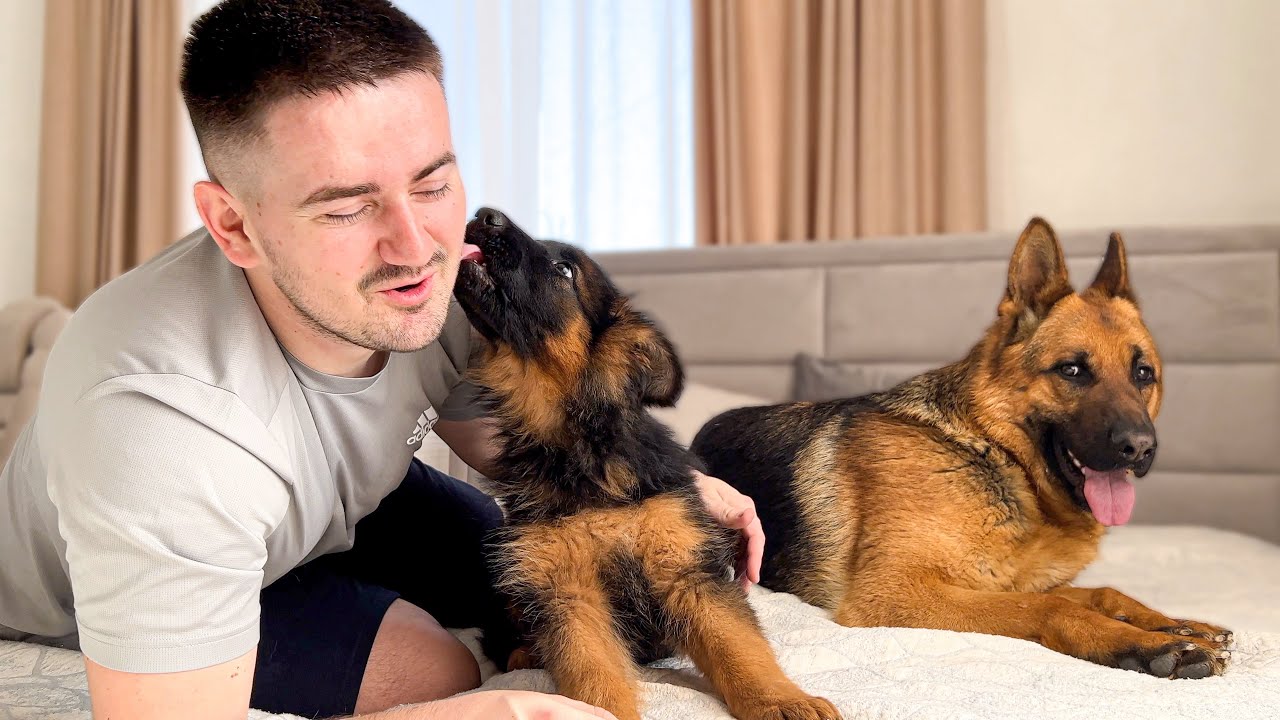 Belgische Herdershond Tervuerense Pups te Koop | Betrouwbare Fokkers, image size:1280x720