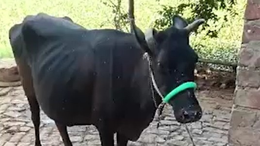 Panic in Bengal village after suspected rabies-infected cow's death ...