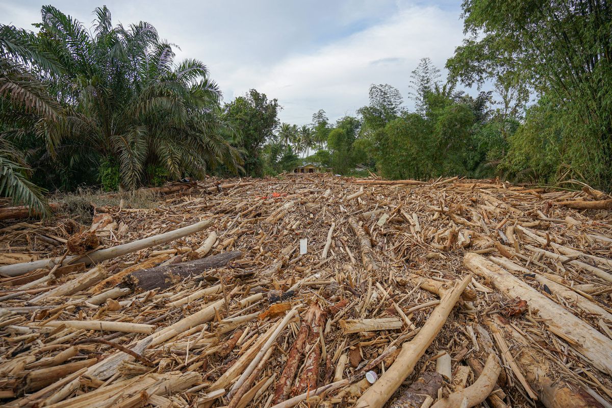 Jenis Kayu Gelondongan di Banjir Sumatera, Jejak Gergaji Terungkap