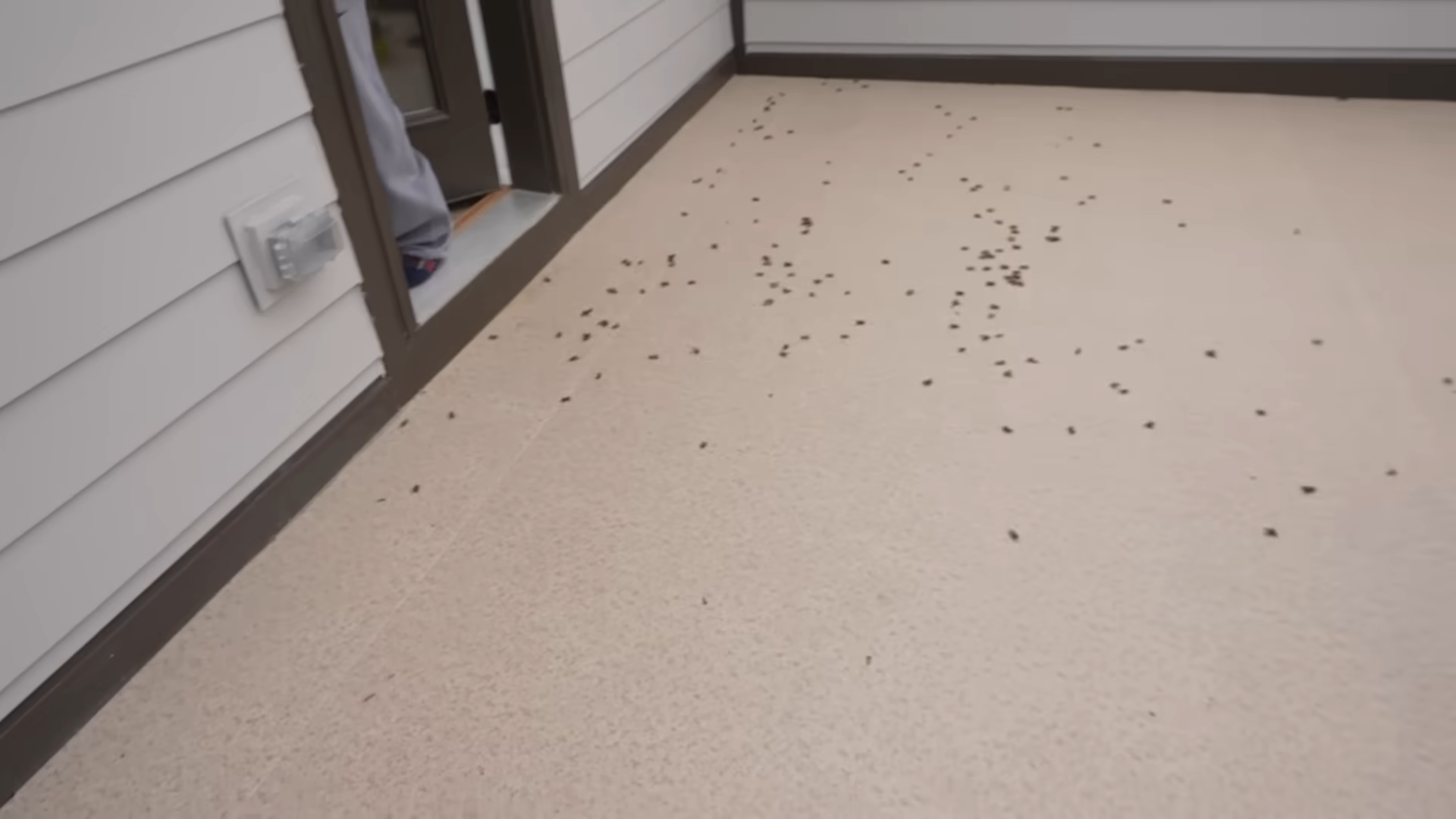 The infestation got out of control fast