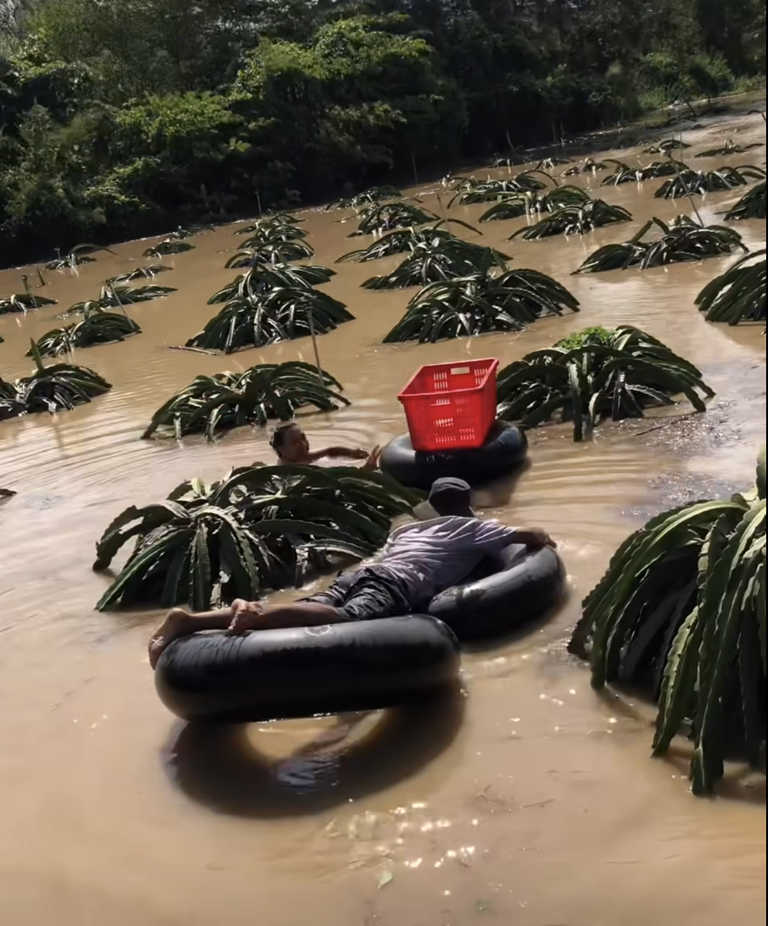 Подводный урожай: фермеры плывут в затопленные поля, чтобы спасти драконьи плоды