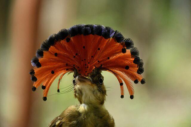 5 Fakta Menarik Burung Royal Flycatcher, Sang Raja Hutan yang Langka
