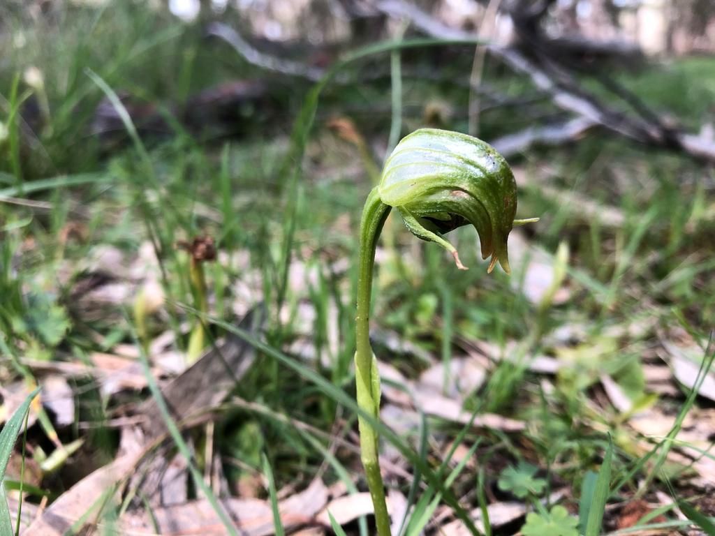 5 Fakta Menarik Pterostylis nutans, Anggrek Hutan Australia yang Menunduk