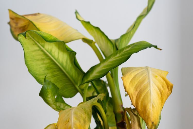 6 Penyebab Daun Tanaman Hias Kuning dan Solusinya