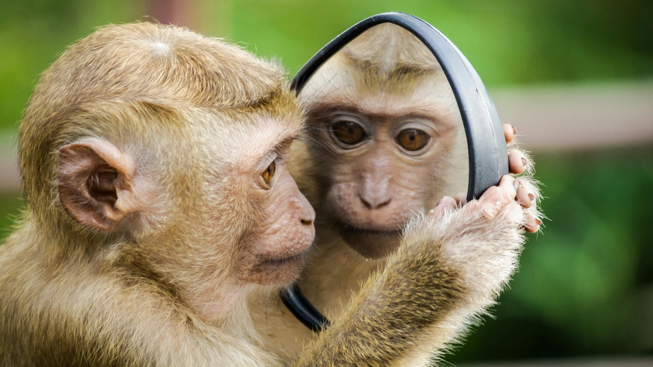 Keep monkeys away: 6 simple tricks to keep them out of your home ethically