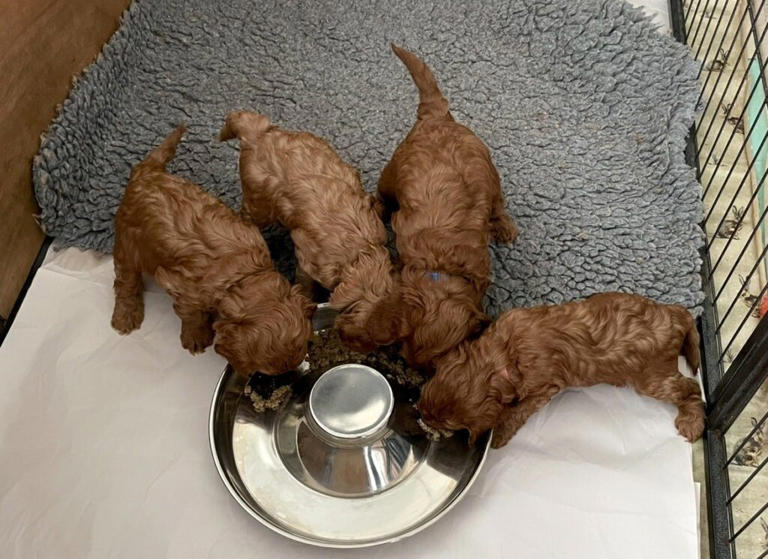 Owners reunited with stolen dog left heartbroken as four puppies remain ...