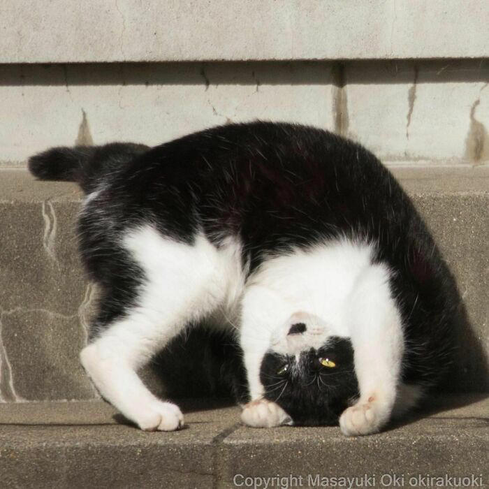 40 unique personalities of stray cats as captured by this Japanese ...