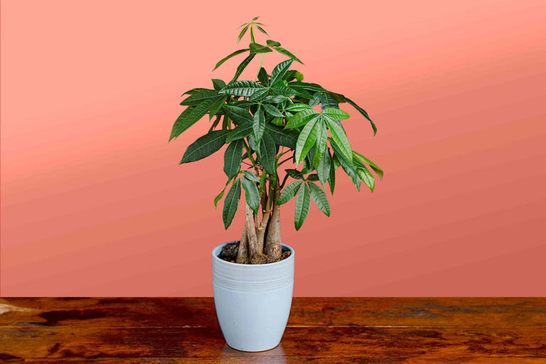 How to care for a money tree so it thrives indoors year-round