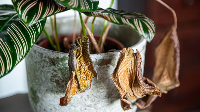 The telltale sign it's time to say goodbye to that dying houseplant