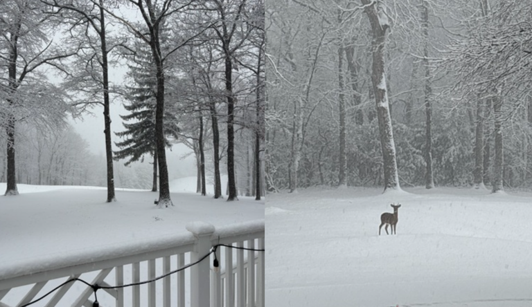 Snow falling in North Carolina | Photos and videos