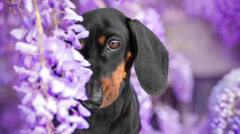 12 common plants to avoid putting in your garden if you own pets