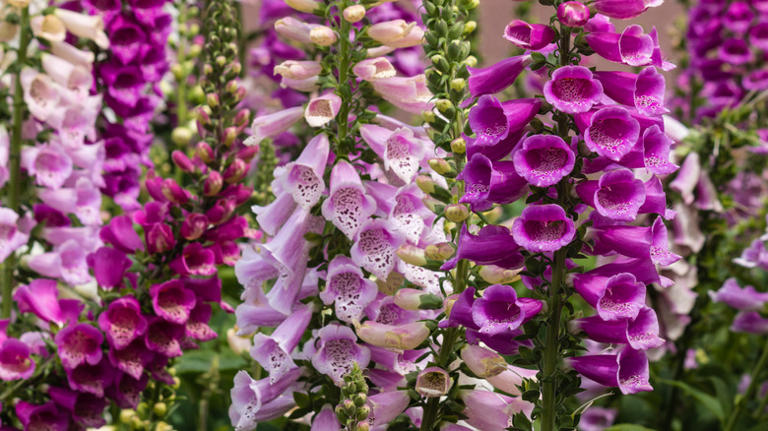 12 common plants to avoid putting in your garden if you own pets