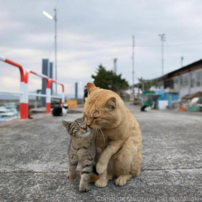 40 unique personalities of stray cats as captured by this Japanese ...