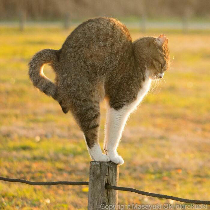 40 unique personalities of stray cats as captured by this Japanese ...