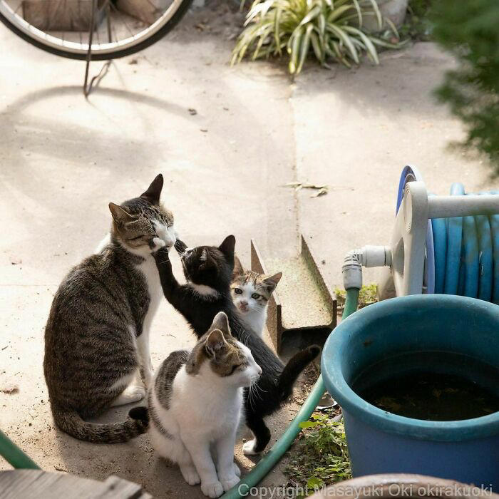 40 unique personalities of stray cats as captured by this Japanese ...