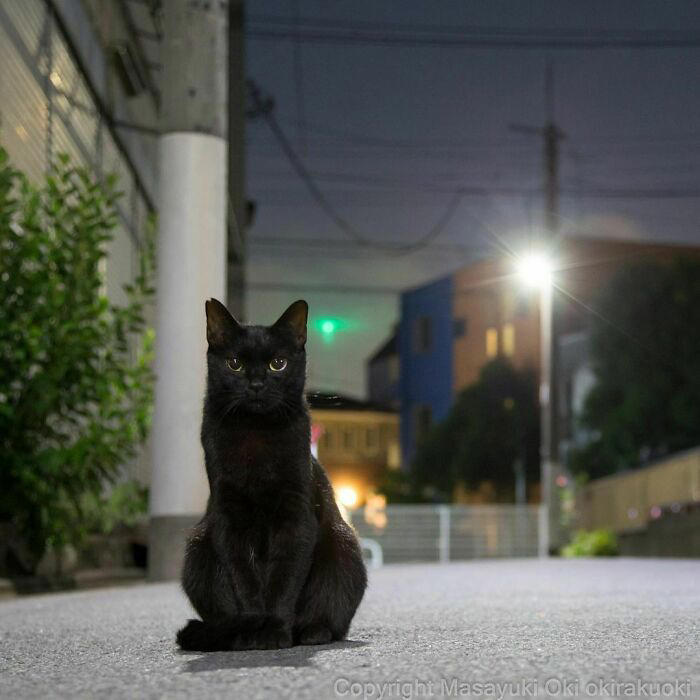 40 unique personalities of stray cats as captured by this Japanese ...