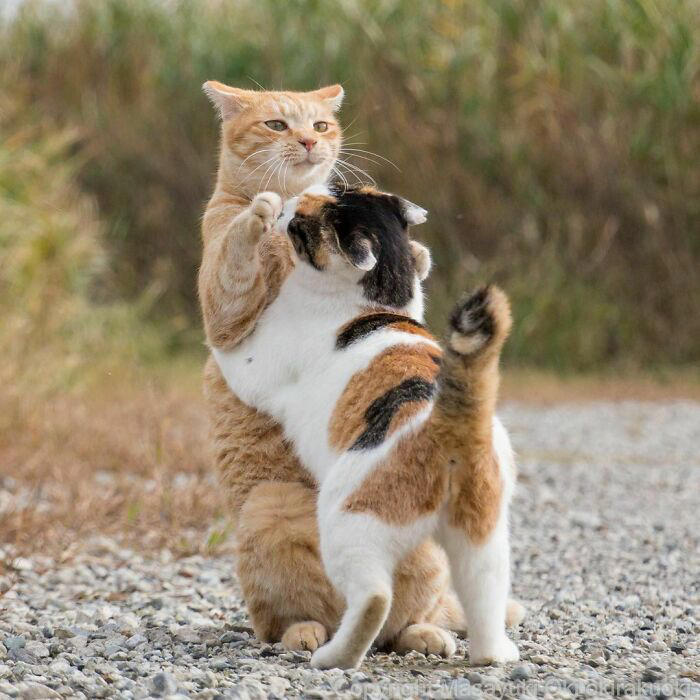 40 unique personalities of stray cats as captured by this Japanese ...