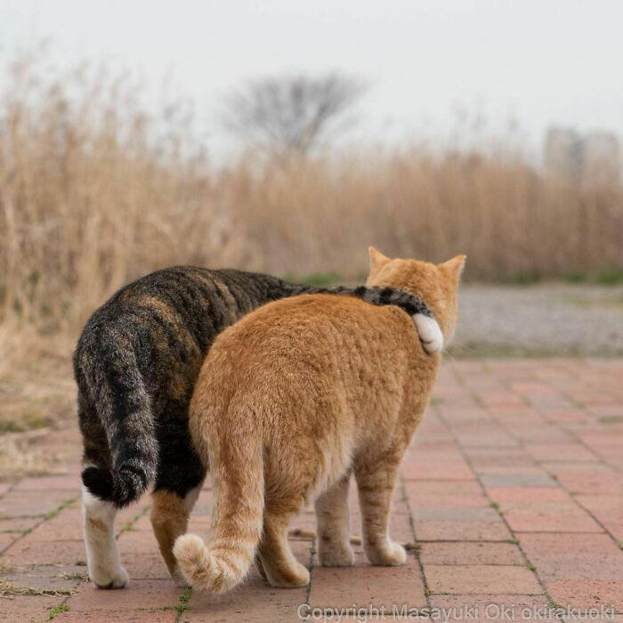 40 unique personalities of stray cats as captured by this Japanese ...