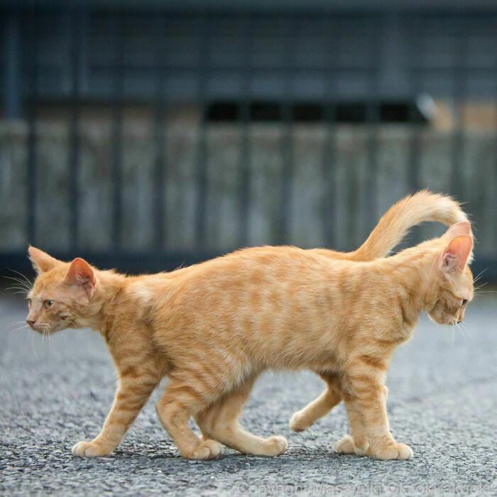 40 unique personalities of stray cats as captured by this Japanese ...