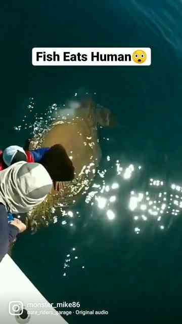 Big fish vs human