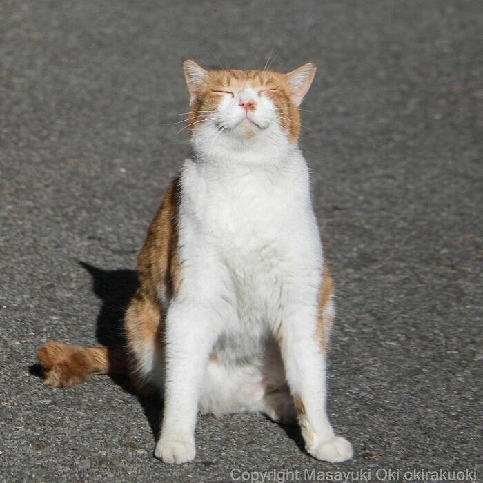 40 unique personalities of stray cats as captured by this Japanese ...