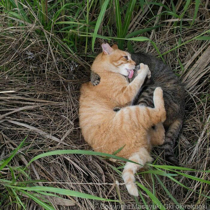 40 unique personalities of stray cats as captured by this Japanese ...
