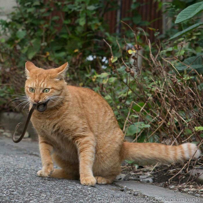 40 unique personalities of stray cats as captured by this Japanese ...
