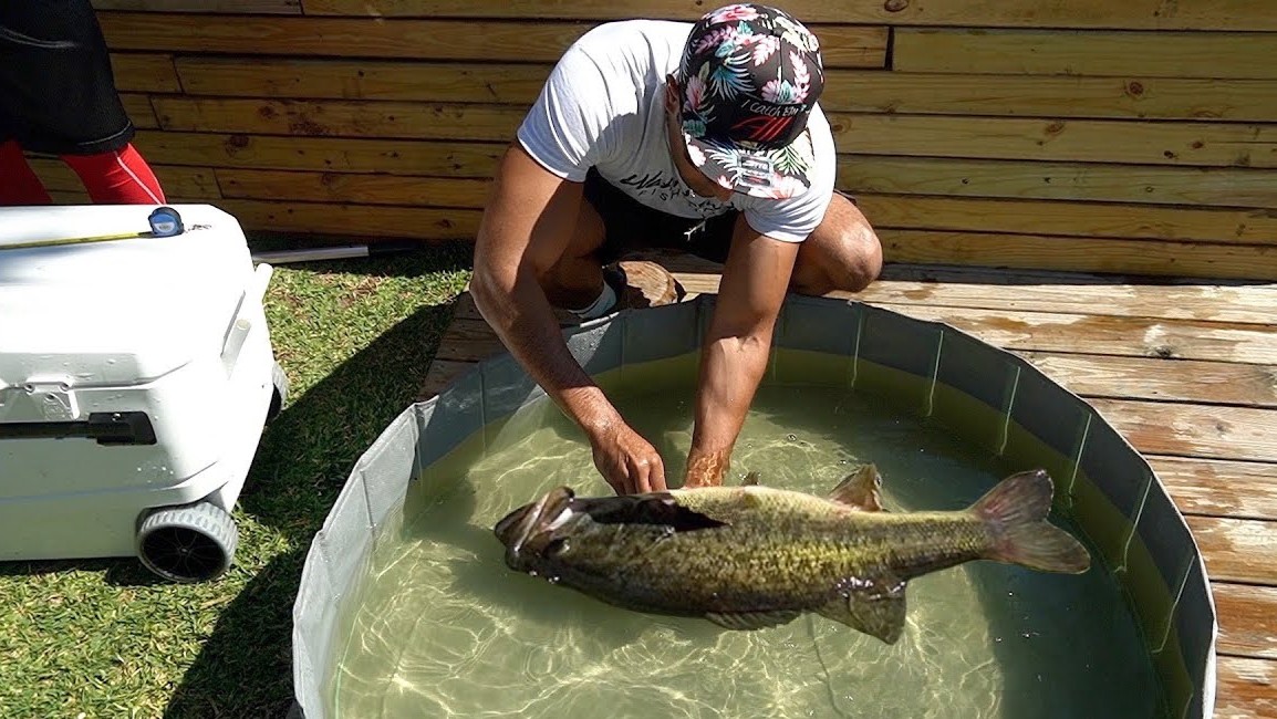 Shamu finally returns to pond biggest fish by weight
