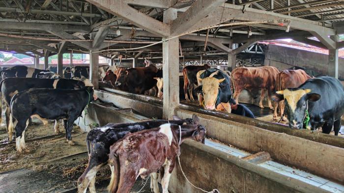Dari Gang Sempit Bogor, Barokah Farm Hasilkan 100 Liter Susu Harian Selama Puluhan Tahun