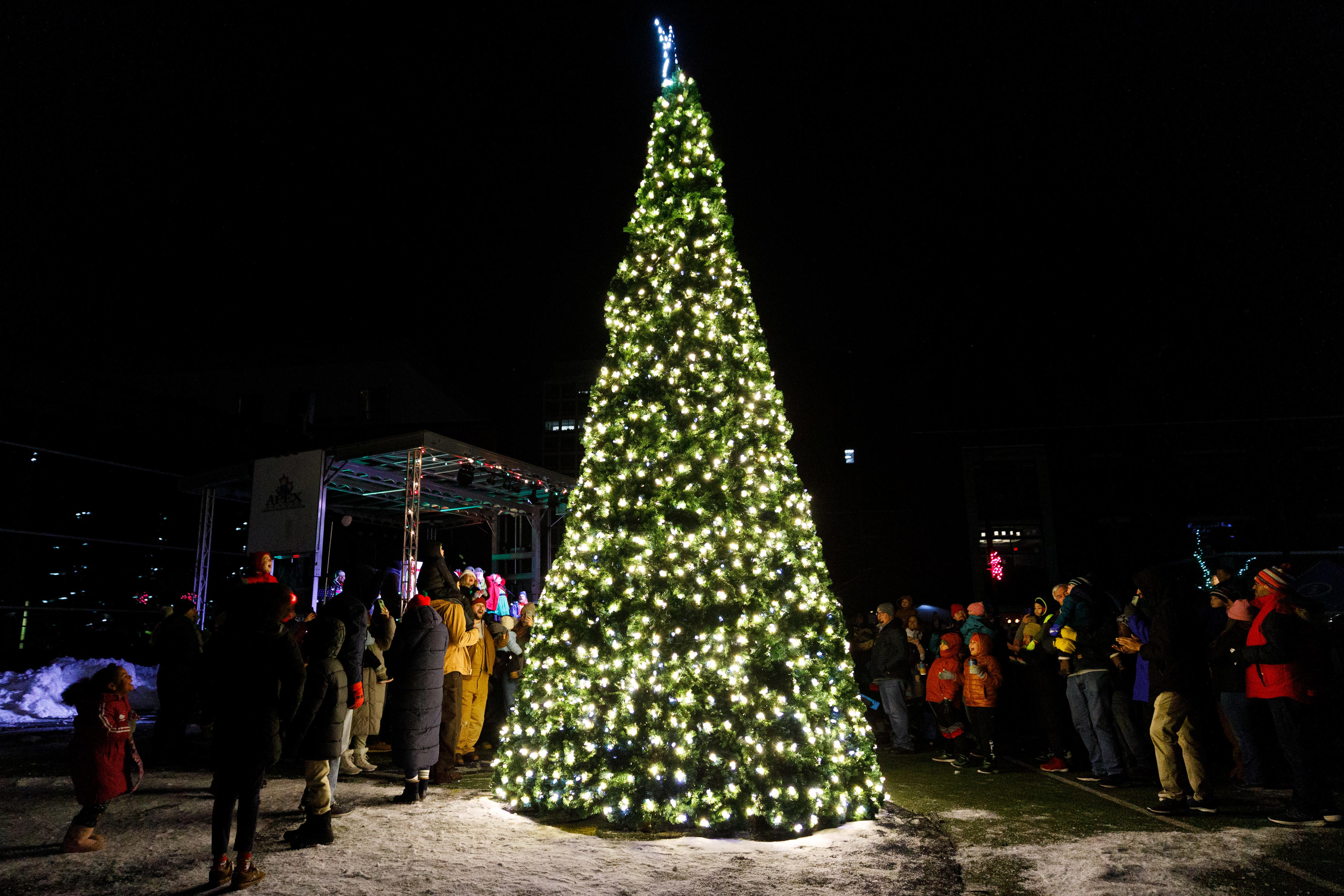 Here's how to sustainably get rid of your Christmas tree this year