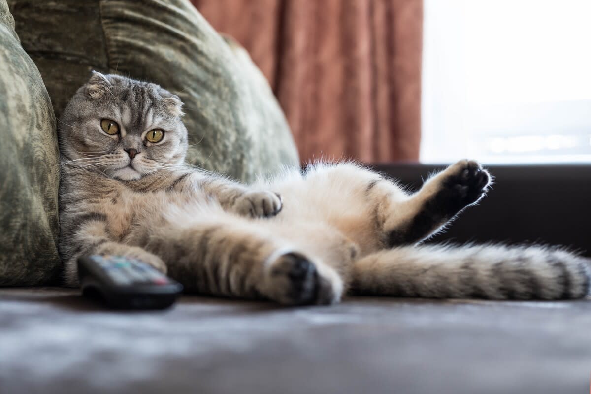 Cat obsessed with 'catching' the mice on TV is an absolute riot