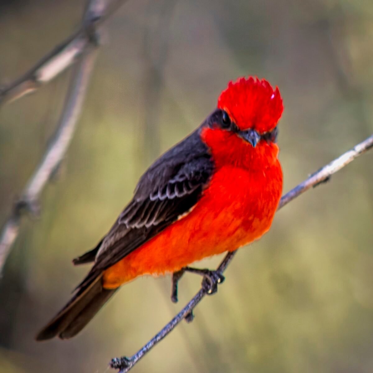 How to identify a vermilion flycatcher