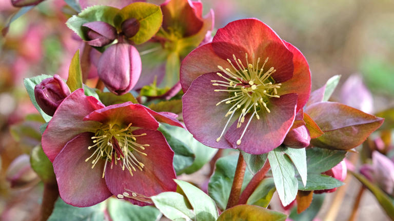 12 common plants to avoid putting in your garden if you own pets