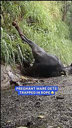 Cyclist helps free pregnant horse caught in rope