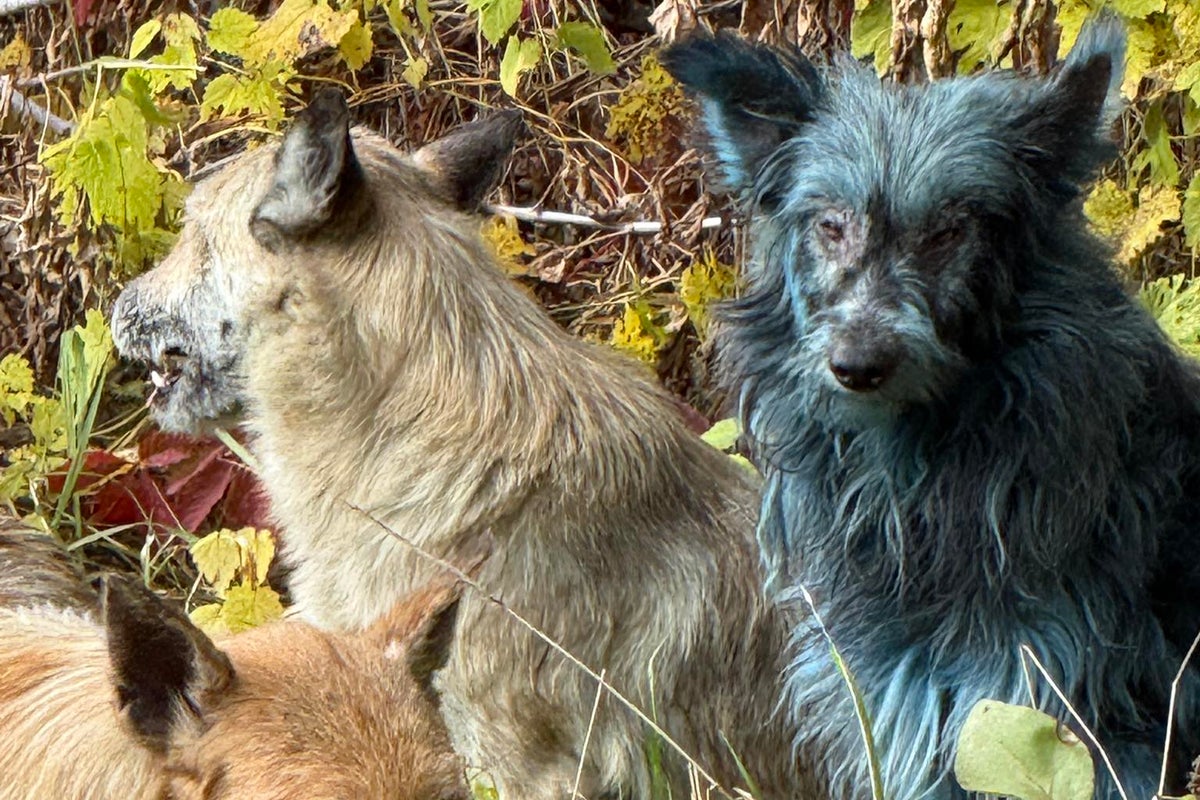 Scientists debunk mystery of Chernobyl’s ‘blue dogs’