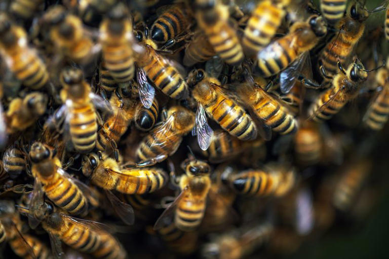 Nostradamus's terrifying predictions for 2026 include a swarm of bees ...