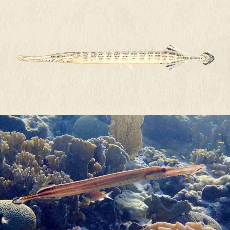 Cutting-edge underwater tech helps scientists ID 46 fish species by ...